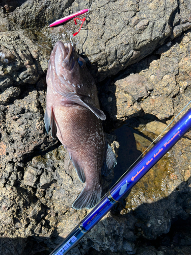 マゾイの釣果