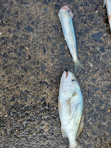 イシモチの釣果