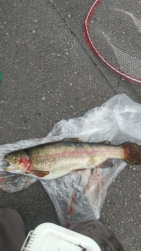 ニジマスの釣果