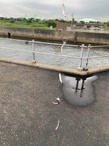 カタクチイワシの釣果