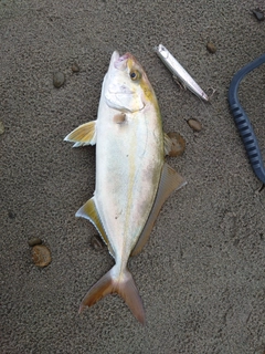 ショゴの釣果