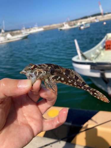 アサヒアナハゼの釣果