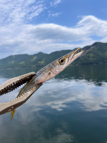 ヤマトカマスの釣果