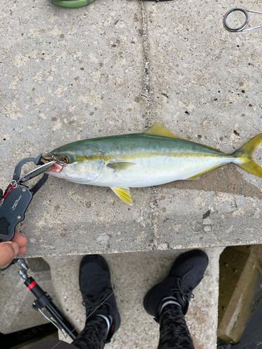 ツバスの釣果