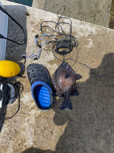 イシガキダイの釣果