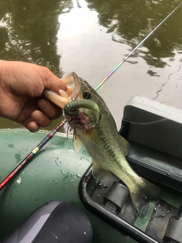 ラージマウスバスの釣果