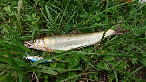 アユの釣果