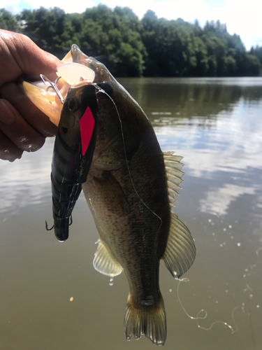 ラージマウスバスの釣果