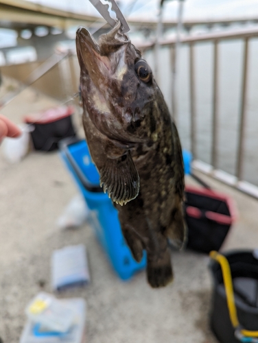 クロソイの釣果