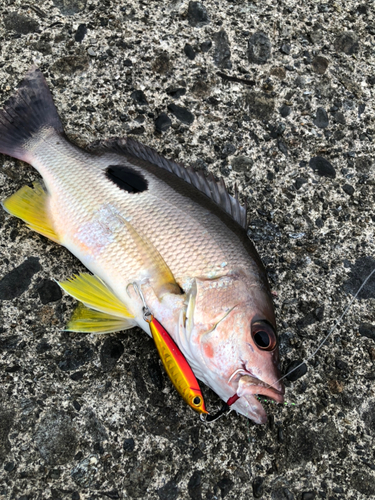 クロホシフエダイの釣果