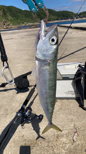 サバの釣果