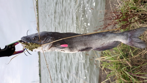 アメリカナマズの釣果