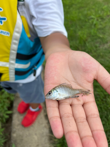 ブルーギルの釣果