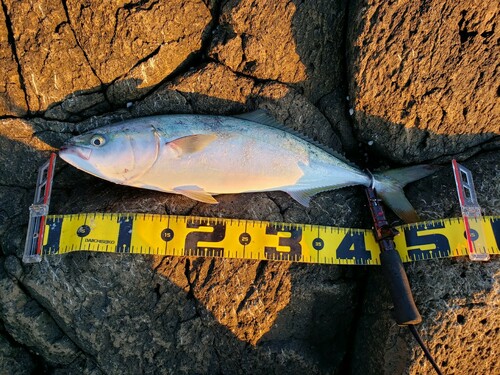 イナダの釣果