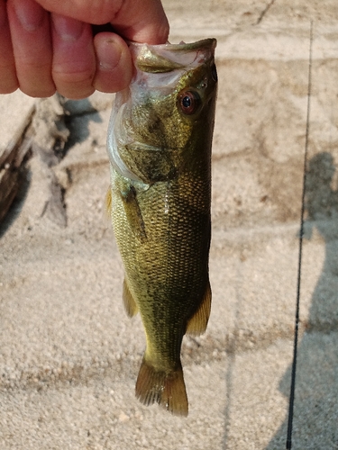 ブラックバスの釣果