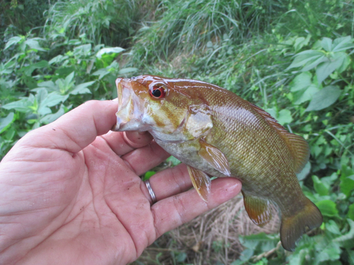 スモールマウスバスの釣果