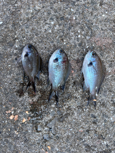 スズメダイの釣果