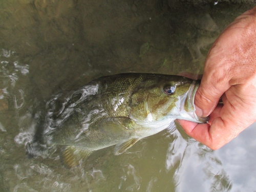 スモールマウスバスの釣果