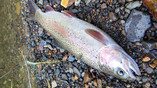 ニジマスの釣果