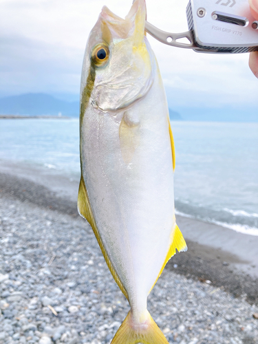 ショゴの釣果