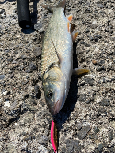 ウグイの釣果