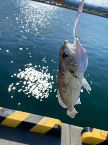 イシモチの釣果