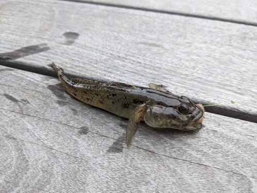 ハゼの釣果