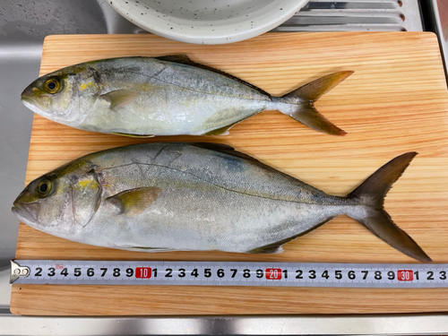 カンパチの釣果