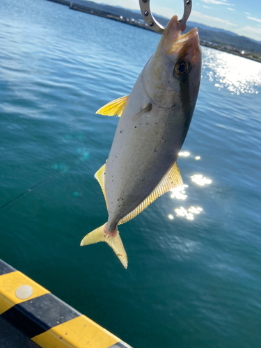 ショゴの釣果