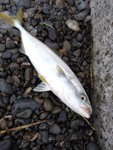 イナダの釣果