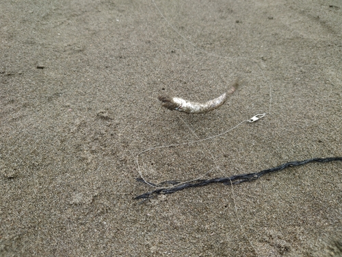 カタクチイワシの釣果