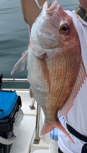 マダイの釣果