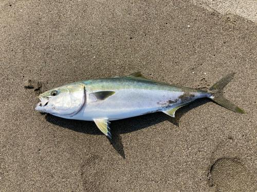 ブリの釣果