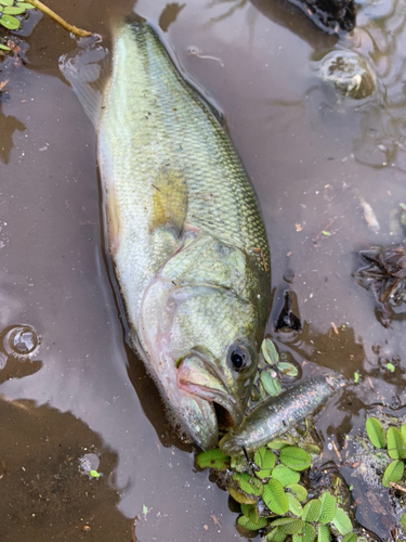 ラージマウスバスの釣果