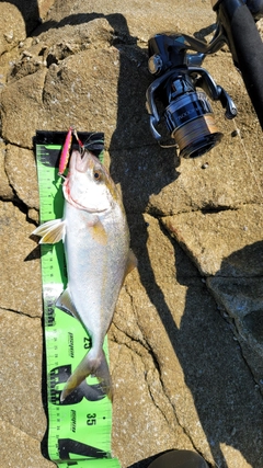 ショゴの釣果