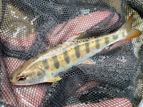 アマゴの釣果