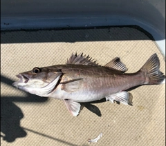 アラの釣果