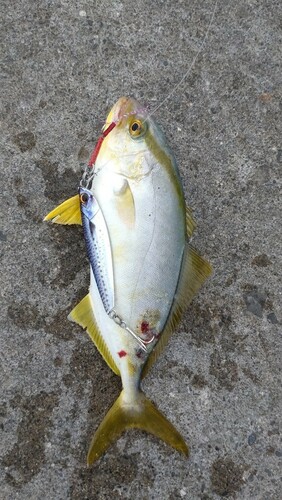 ショゴの釣果