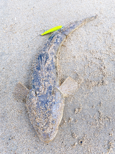 マゴチの釣果