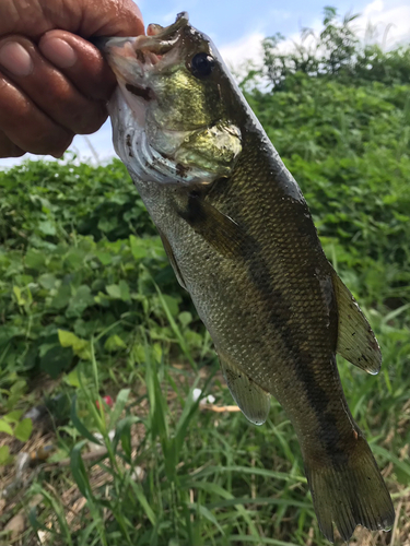 ラージマウスバスの釣果