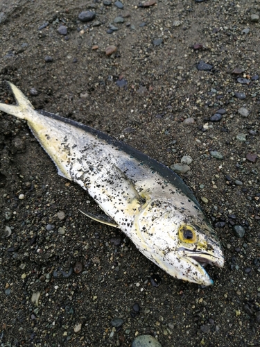 シイラの釣果