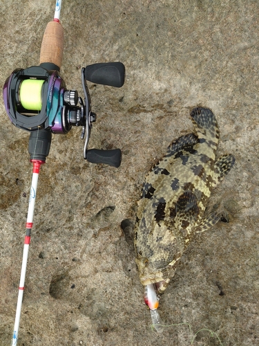 イシミーバイの釣果