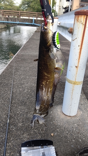 ナマズの釣果