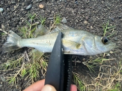 セイゴ（マルスズキ）の釣果