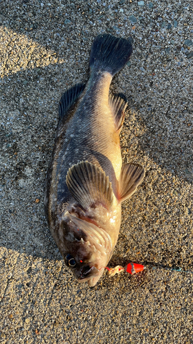 ソイの釣果