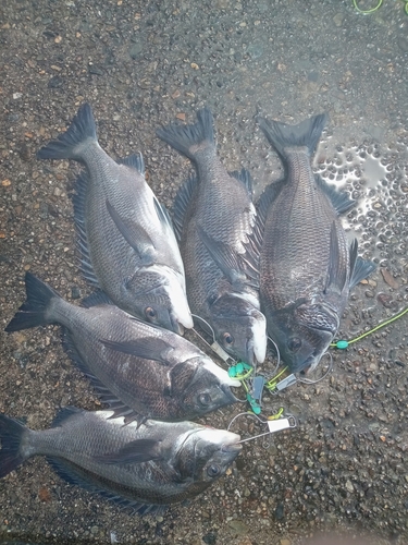 クロダイの釣果