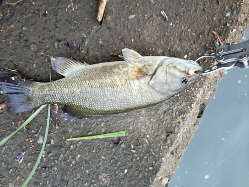 スモールマウスバスの釣果