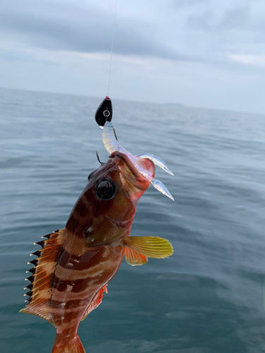 アカハタの釣果