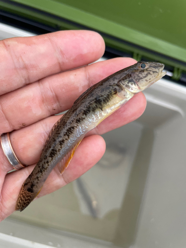 ハゼの釣果