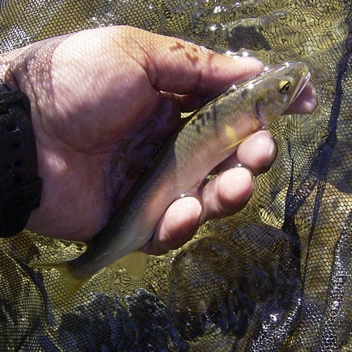 アユの釣果